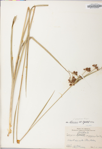 Scirpus atrovirens var. georgianus image