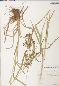 Scirpus atrovirens var. georgianus image