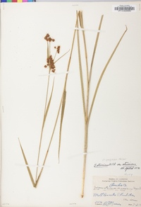 Scirpus atrovirens var. georgianus image