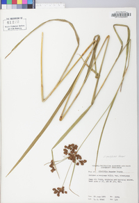 Scirpus atrovirens var. georgianus image