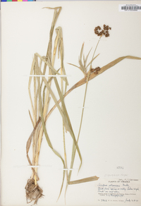 Scirpus atrovirens var. georgianus image