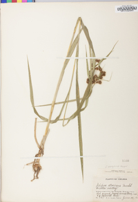 Scirpus atrovirens var. georgianus image