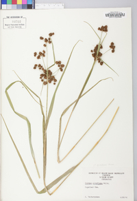 Scirpus atrovirens var. georgianus image