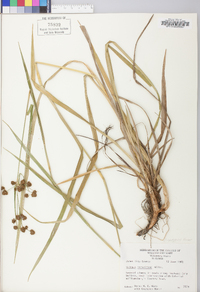 Scirpus atrovirens var. georgianus image