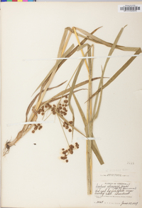 Scirpus atrovirens var. georgianus image