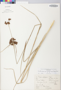 Scirpus atrovirens var. georgianus image