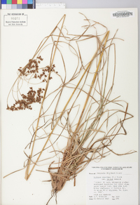 Scirpus cyperinus var. pelius image