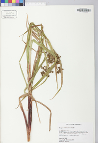 Scirpus expansus image