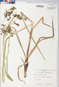 Scirpus expansus image