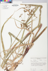 Scirpus expansus image