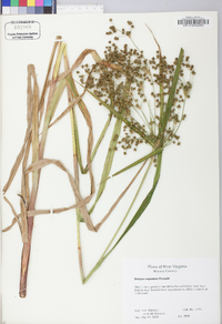 Scirpus expansus image