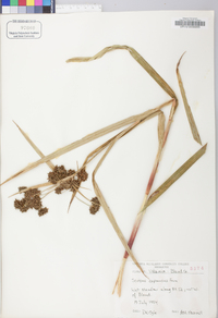 Scirpus expansus image