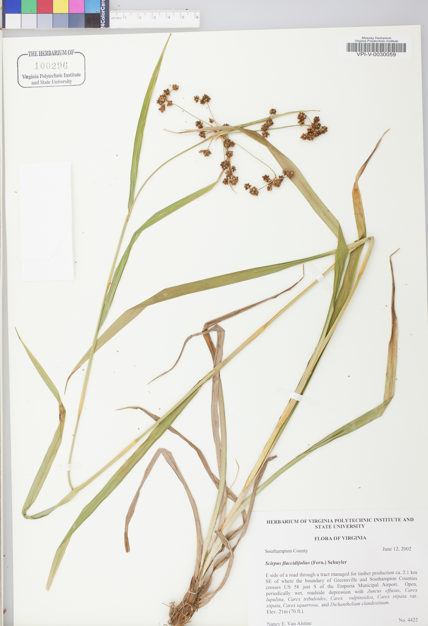 Scirpus flaccidifolius image