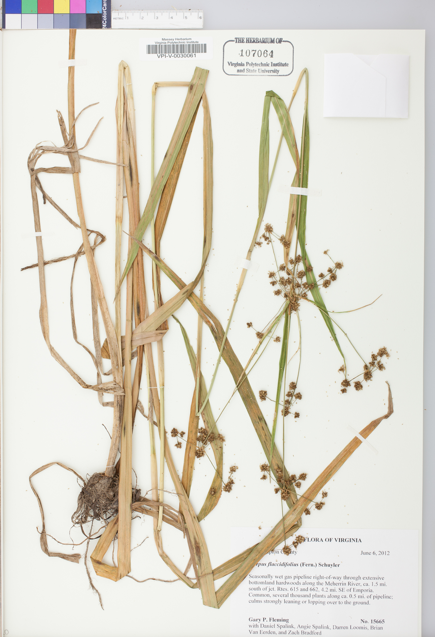 Scirpus flaccidifolius image