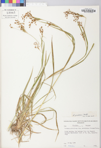 Scirpus pendulus image