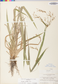 Scirpus lineatus image