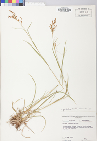 Scirpus pendulus image