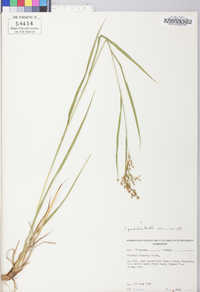 Scirpus pendulus image