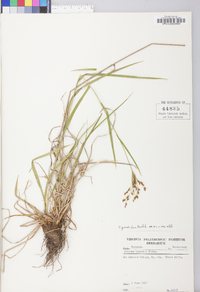 Scirpus pendulus image