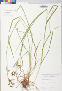 Scirpus pendulus image