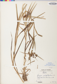 Scirpus polyphyllus image