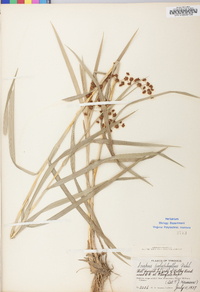 Scirpus polyphyllus image