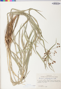 Scirpus polyphyllus image