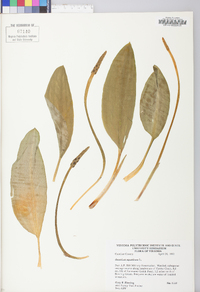 Orontium aquaticum image