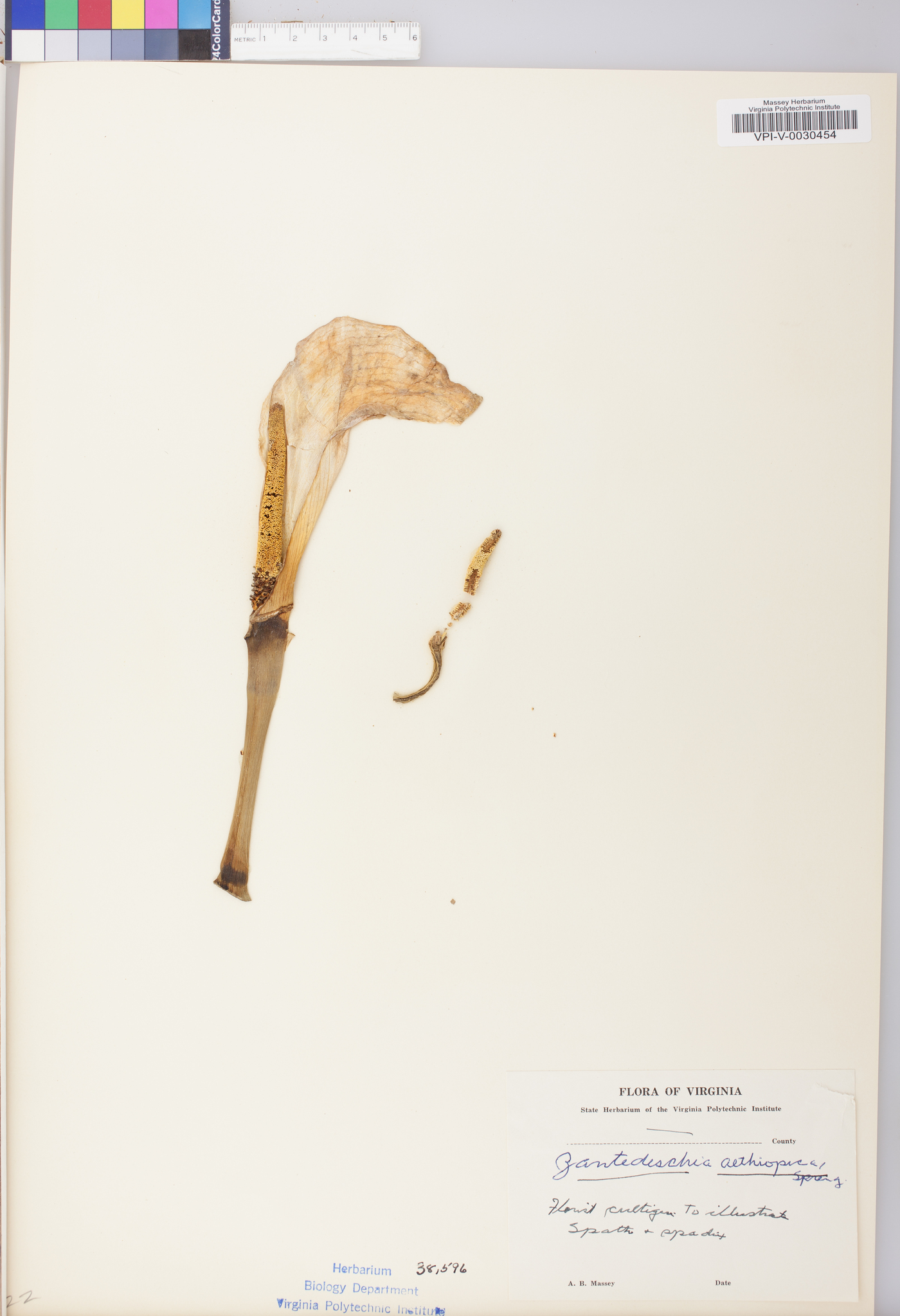 Zantedeschia aethiopica image