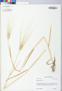 Hordeum vulgare image