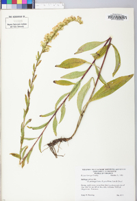 Solidago stricta image