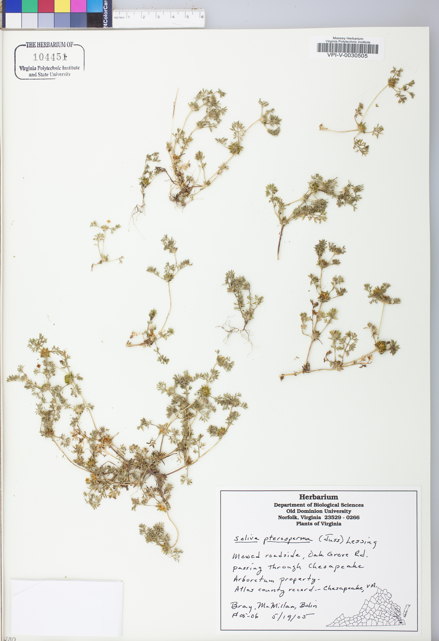 Soliva sessilis image