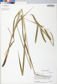 Carex crinita var. crinita image