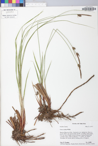 Carex vestita image