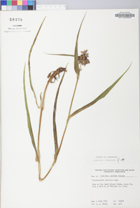 Tradescantia ohiensis image