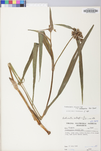 Tradescantia ohiensis image