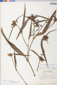 Tradescantia ohiensis image