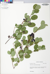 Amelanchier spicata image