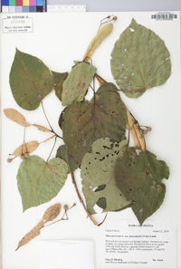 Tilia americana var. heterophylla image