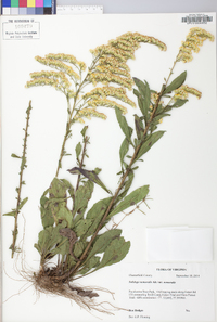 Solidago nemoralis var. nemoralis image