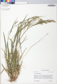 Carex striatula image