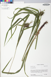 Carex grayi image