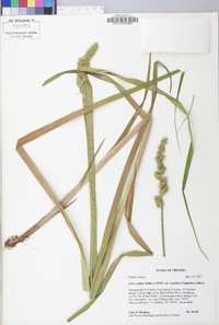 Carex stipata var. maxima image