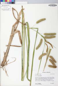 Carex comosa image