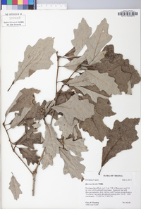 Quercus bicolor image