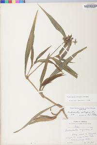 Tradescantia subaspera image