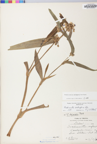 Tradescantia subaspera image