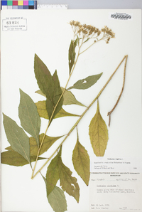 Verbesina virginica image