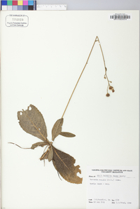 Vernonia acaulis image