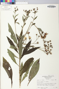 Vernonia glauca image